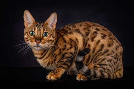 Bengal cat on a black background