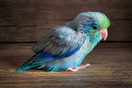 Pacific parrotlet