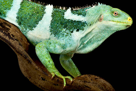 Хохлатая игуана Фиджи