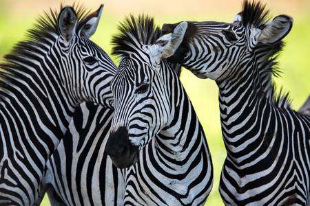 Zebras