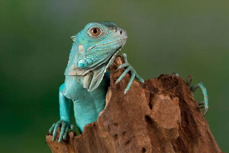 Blue iguana